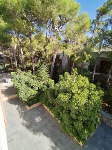 una fila de arbustos verdes en un patio con árboles en appartamento in pineta vista mare, en Santa Caterina di Nardò
