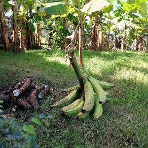 a bunch of bananas sitting on the ground in the grass at Angostura Lodge 