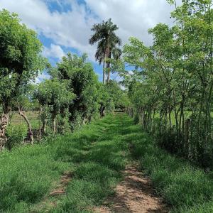 un camino de tierra con una palmera en un campo en Angostura Lodge, 