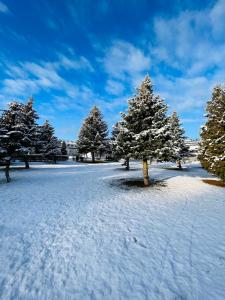 un groupe d'arbres dans un champ couvert de neige dans l'établissement Domy Morskie Family Resort, à Jantar