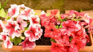 een bos roze bloemen in een pot bij Appartamento MARISOL Grazioso e vicino al mare in Porto SantʼElpidio +10 foto's