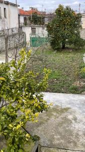 a garden with an orange tree and a fence at Ardjon House in Berat