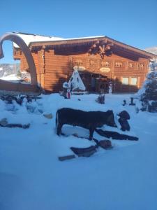 dos vacas de pie en la nieve frente a una cabaña de madera en Pensiunea Laricea, en Vatra Dornei