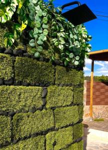 Una pared de ladrillo con una planta verde. en Casa Rural Zahoko, en Guadalajara