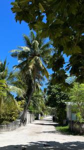 a palm tree on the side of a road at Saima Lodge in Himandhoo 