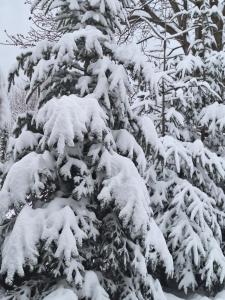 a snow covered pine tree covered in snow at Casa David in Braşov