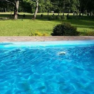 a turtle swimming in a pool of blue water at Del Bosque Pucón - Hostal in Pucón