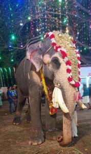 an elephant is dressed up with a bunch of bananas at White House Residency in Varkala
