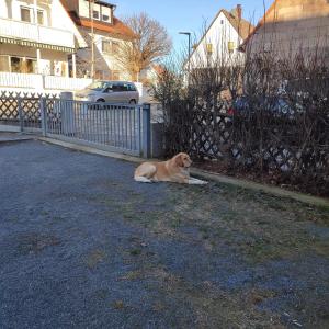 um cão castanho deitado no chão ao lado de uma cerca em Kalinka 90766 Fürth em Fürth