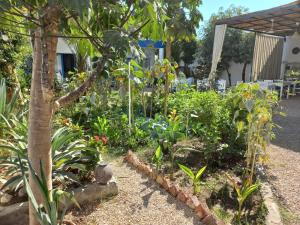 un jardin avec de nombreuses plantes différentes et un arbre dans l'établissement Villa Kaslan Apartments, à Louxor