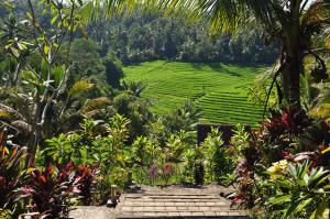 Zahrada ubytování Bali Lush