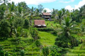 Zahrada ubytování Bali Lush