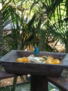 a blue bird sitting in a bowl of fruit at Suíte Solar in Ilha do Mel