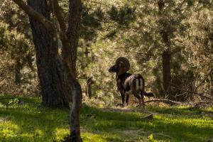 a ram standing in the grass in the woods at B&b Sa Zodia Guest House in Bitti