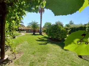 uitzicht op een tuin met een palmboom bij La Vieja Finca in Ciudad Lujan de Cuyo