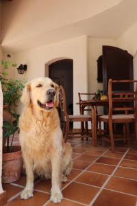 einem braunen Hund, der auf einem Fliesenboden sitzt in der Unterkunft Castillo Odalbodsol in Cabo de Palos