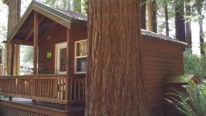 a cabin in the woods next to a tree at Emerald Forest Cabins in Trinidad