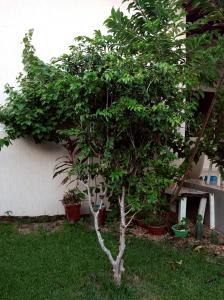 un pequeño árbol en la hierba al lado de un edificio en Casa de Marabá no Bairro Cidade Jardim, en Marabá
