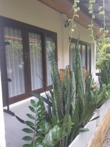 Zahrada ubytování Villas Chaba