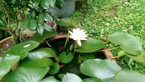A garden outside Cuiti B&B