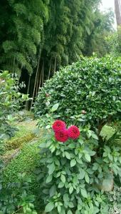 A garden outside Cuiti B&B