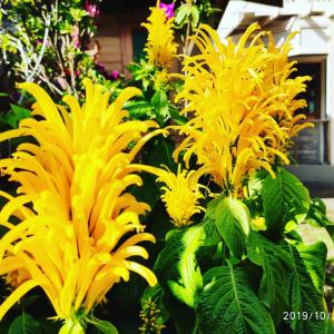 a group of yellow flowers in a garden at Lilly's Valley Resort in Kodaikānāl