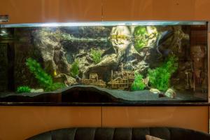 um aquário com um grande aquário numa parede em Korona Hotel em Nyíregyháza