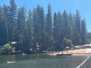 un grupo de personas nadando en un lago con árboles en Twain Harte retreat w/ lake access, ski/Yosemite, en Twain Harte