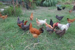 Tiere im Ferienhaus oder in der Nähe