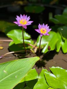 zwei lila Blumen in einem Teich mit grünen Blättern in der Unterkunft Cabanes Des Anges in La Digue