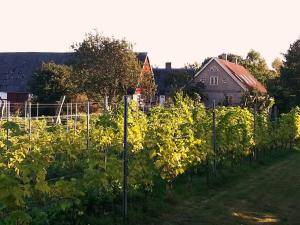 A garden outside Aplagårdens vingård