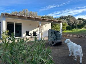 un perro blanco parado frente a una casa en LA PIANA Holiday House, en Bassacutena