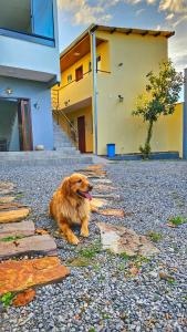 アウト・パライーゾ・デ・ゴイアスにあるPássaros do Cerrado Suítesの地面に座る犬