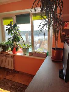 a room with potted plants on a window sill at One room in apartment in the park center area of Chisinau in Chişinău