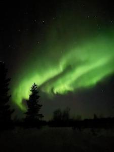 an aurora in the sky with a tree in the foreground at Mökki luonnon rauhassa in Tervola