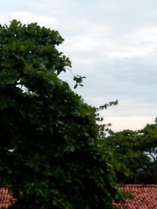 里约热内卢Apartamento com 187m2 três quartos, quadra da praia de Copacabana.的云天前的树