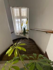 a staircase with a window and a plant at Casa Lais in Braşov