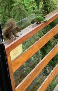 Ein Eichhörnchen und ein Vogel auf einem Zaun in der Unterkunft Pousada La Sierra in Campos do Jordão