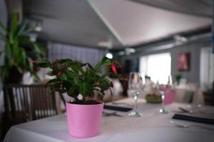 une plante dans un pot rose assise sur une table dans l'établissement Vergi Sadam & Restoran Wirkes', à Vergi