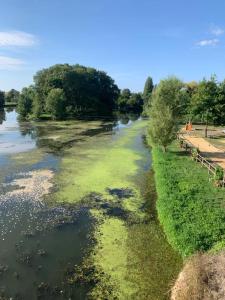 a river with green algae on the side of it at Capucine in Noyen-sur-Sarthe