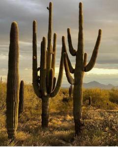 een groep cactussen in een veld met woestijn bij Departamento Irene in San Felipe