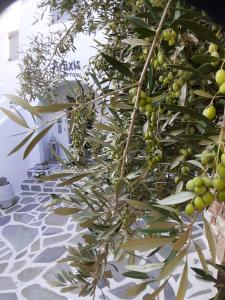 a tree with green olives on it on a tile floor at Anixis Studios Aliki Paros in Aliki