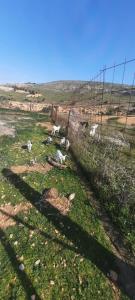 un grupo de vacas yaciendo en un campo detrás de una valla en Cortijo barranco higuera 2 en Fernán Pérez