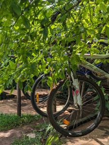 a bike parked under a tree with leaves at Backyard Hostel in Moshi