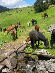 a herd of horses grazing on a grassy hill at Čakorski Konaci in Berane