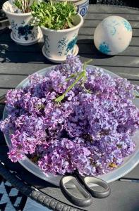 een bord paarse bloemen op een tafel met een schaar bij Stabbur Steinbekken, back to basic primitive overnight in Eidsvoll