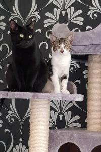 dois gatos sentados em cima de uma árvore de gatos em Spacious Rooms close to Aylesbury Centre - Free Fast WiFi em Buckinghamshire