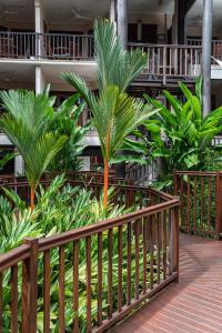 a group of palm trees on a walkway at Hibiscus Resort & Spa - Official Onsite Reception & Check In in Port Douglas