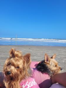 twee honden op een handdoek op het strand bij Pousada da Sissi in Itanhaém