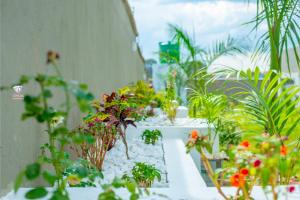 a group of potted plants sitting on a table at Crystal Apartments Area 43 in Lilongwe